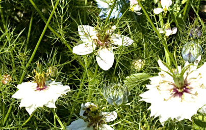 Rasca čierna (Nigella sativa) Rasca čierna (Nigella sativa)